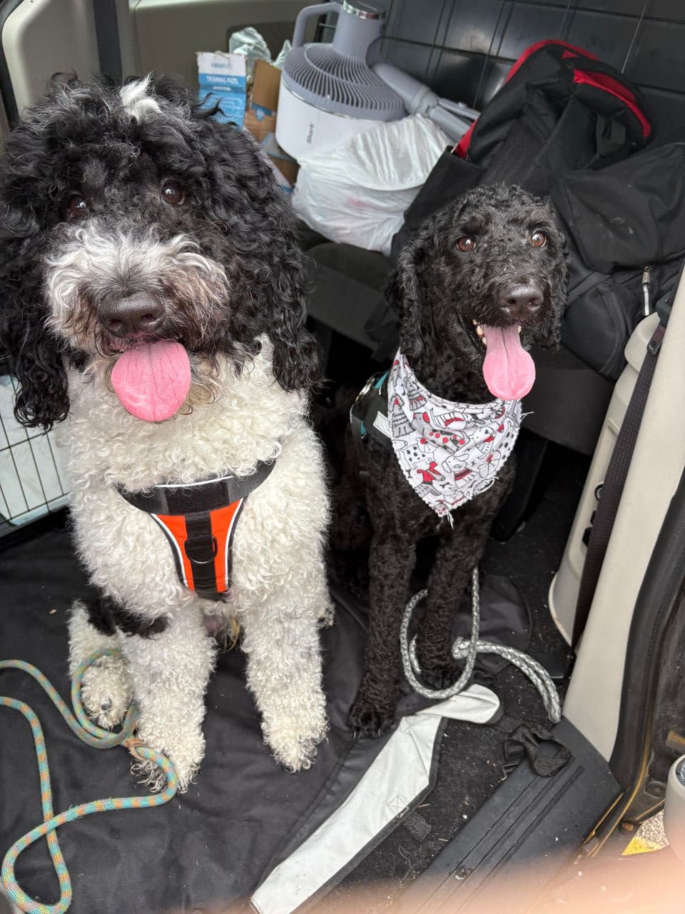 Pet travel photo 1