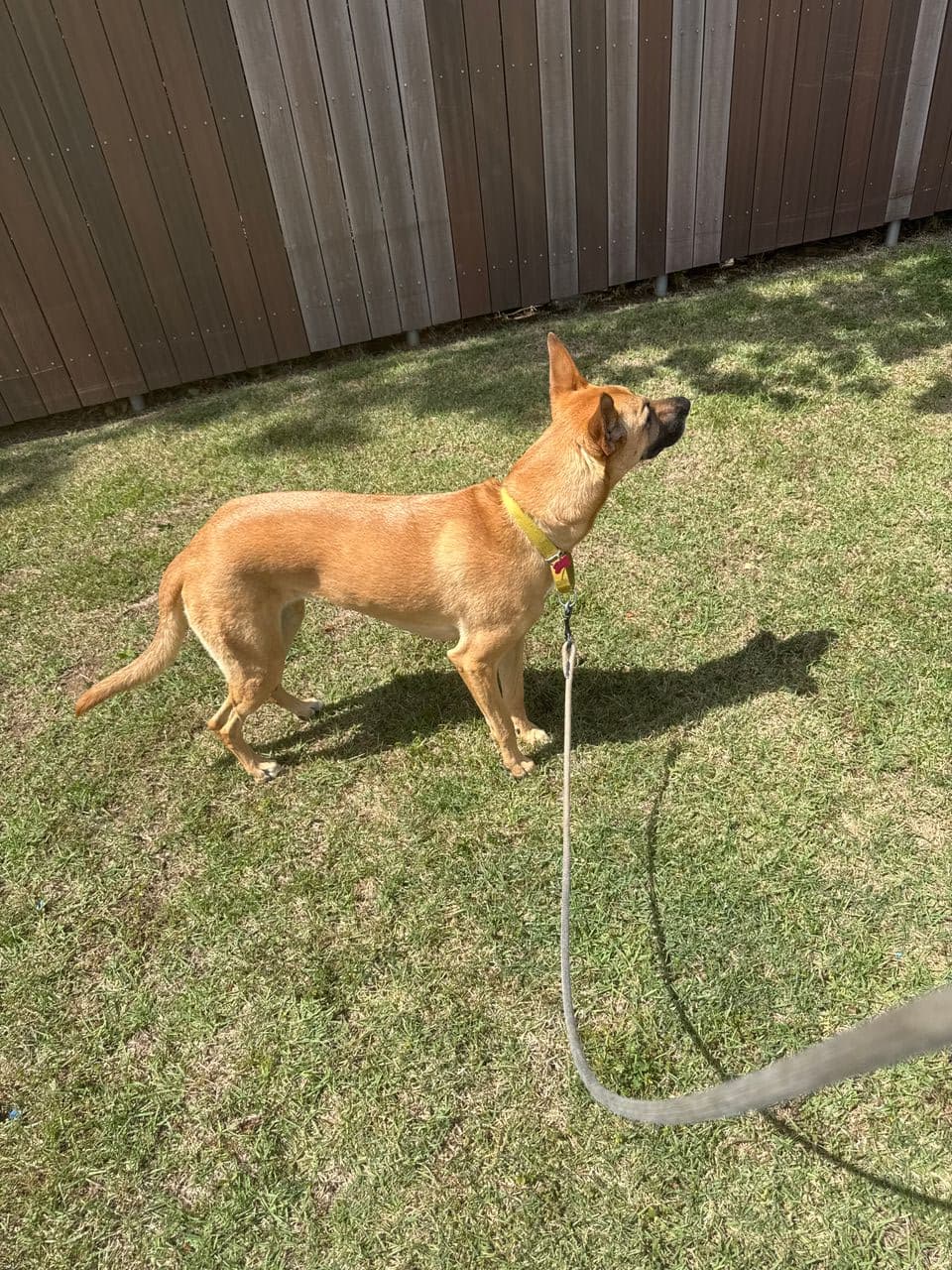 Pet travel photo 4