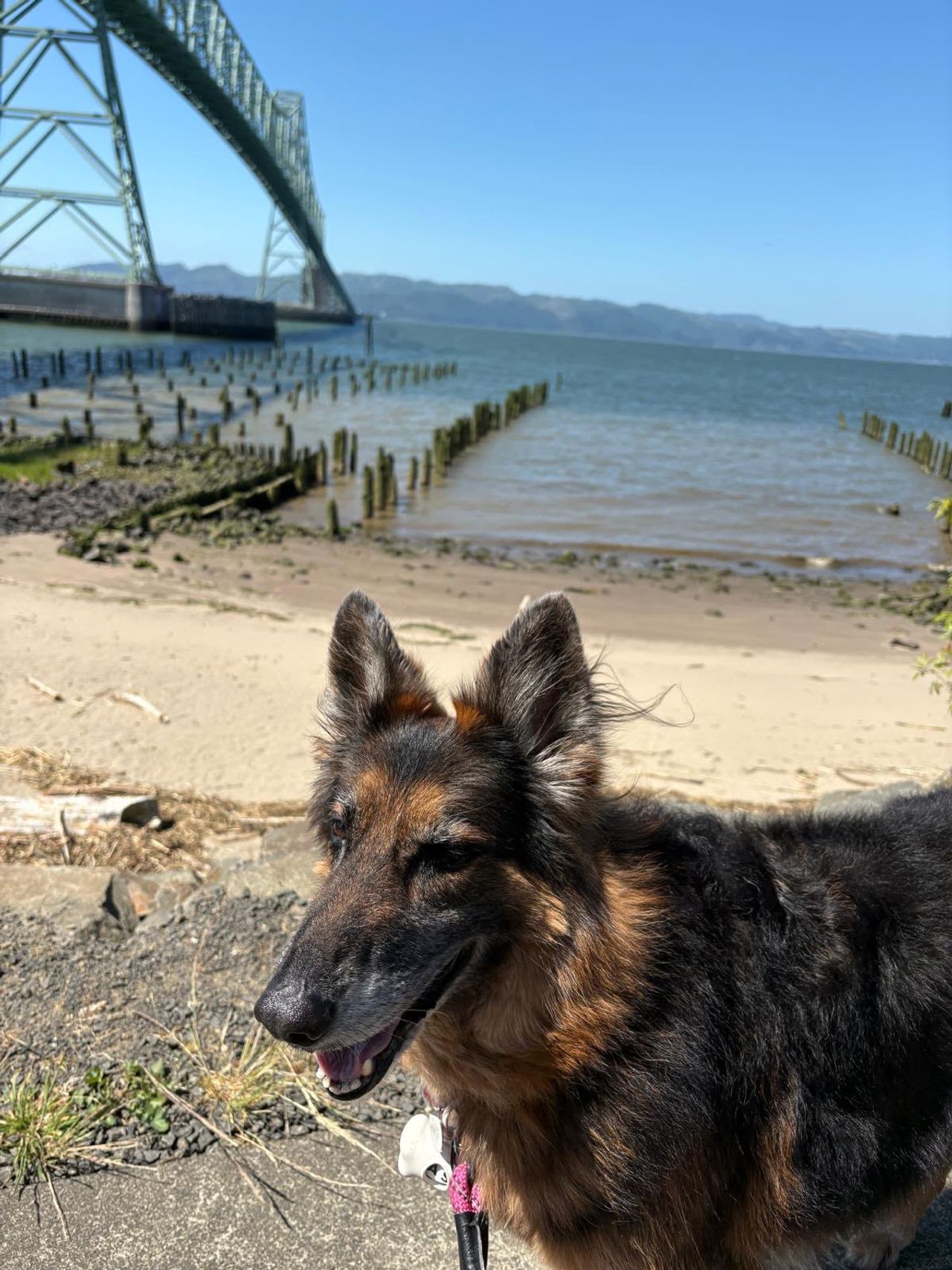 Pet travel photo 2