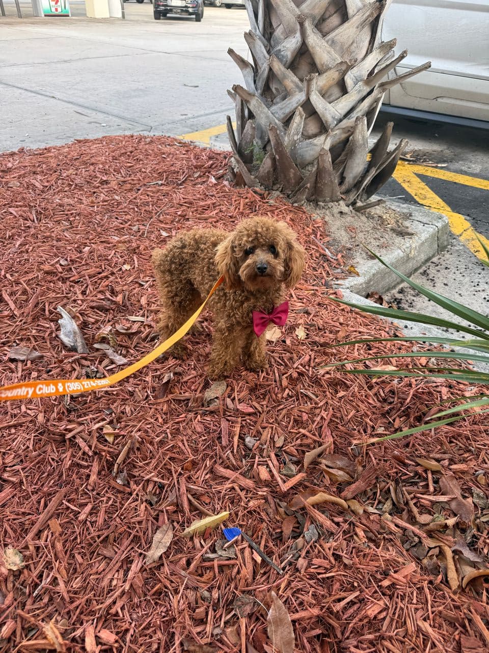 Pet travel photo 2