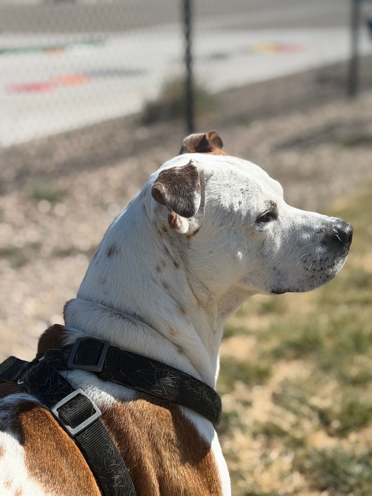 Pet travel photo 4