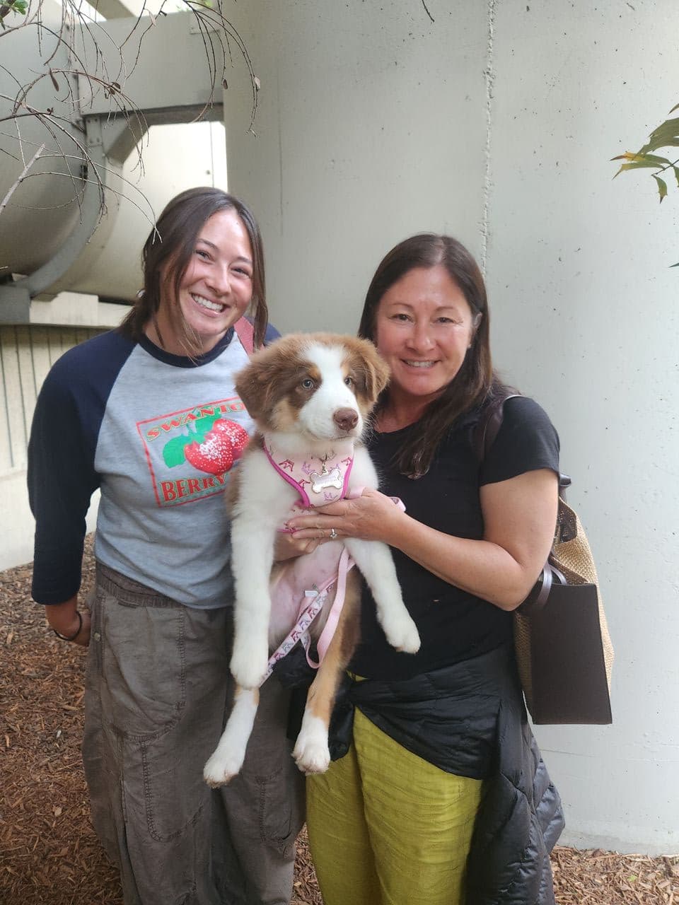 Pet travel photo 6