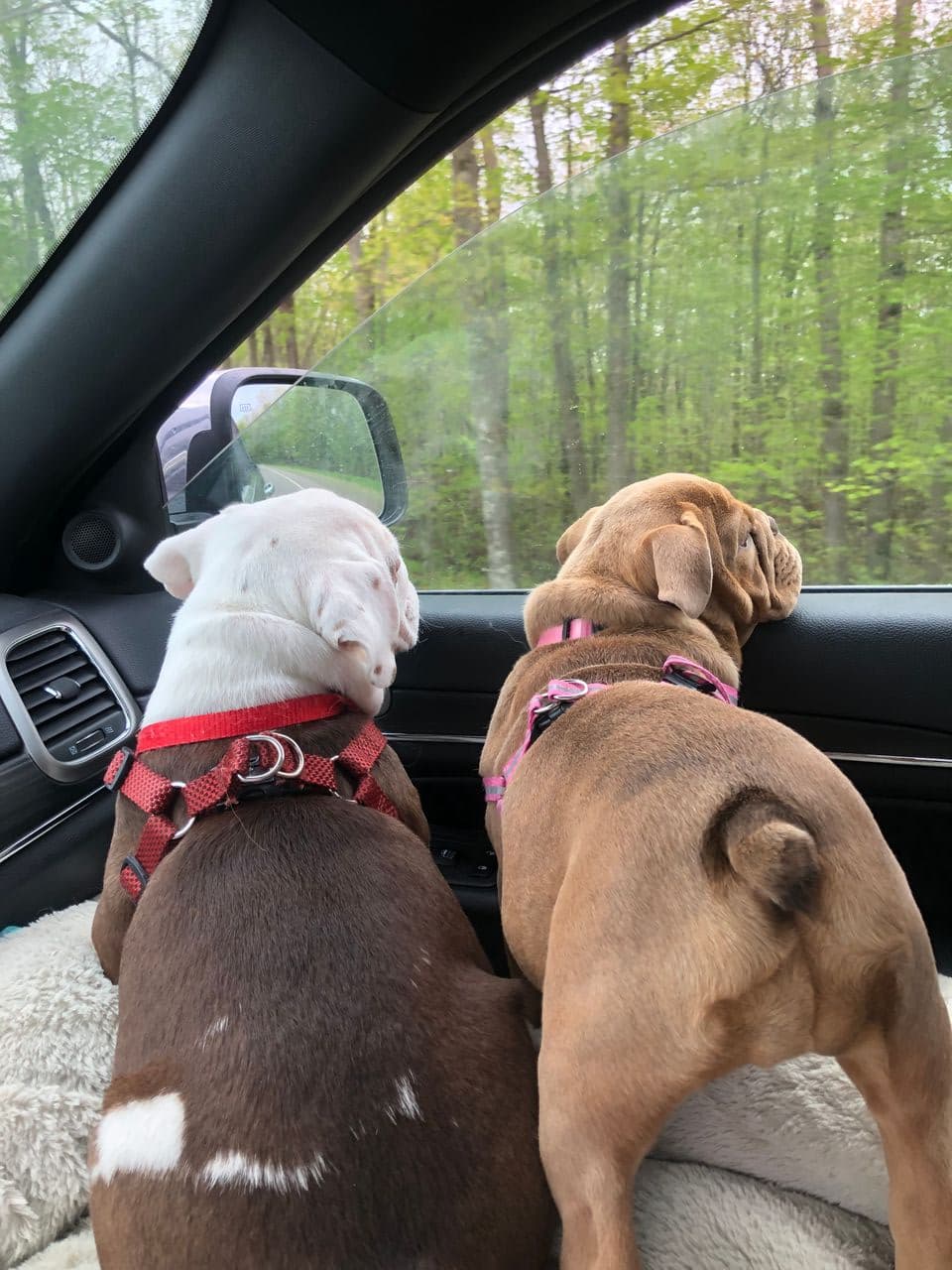 Pet travel photo 4
