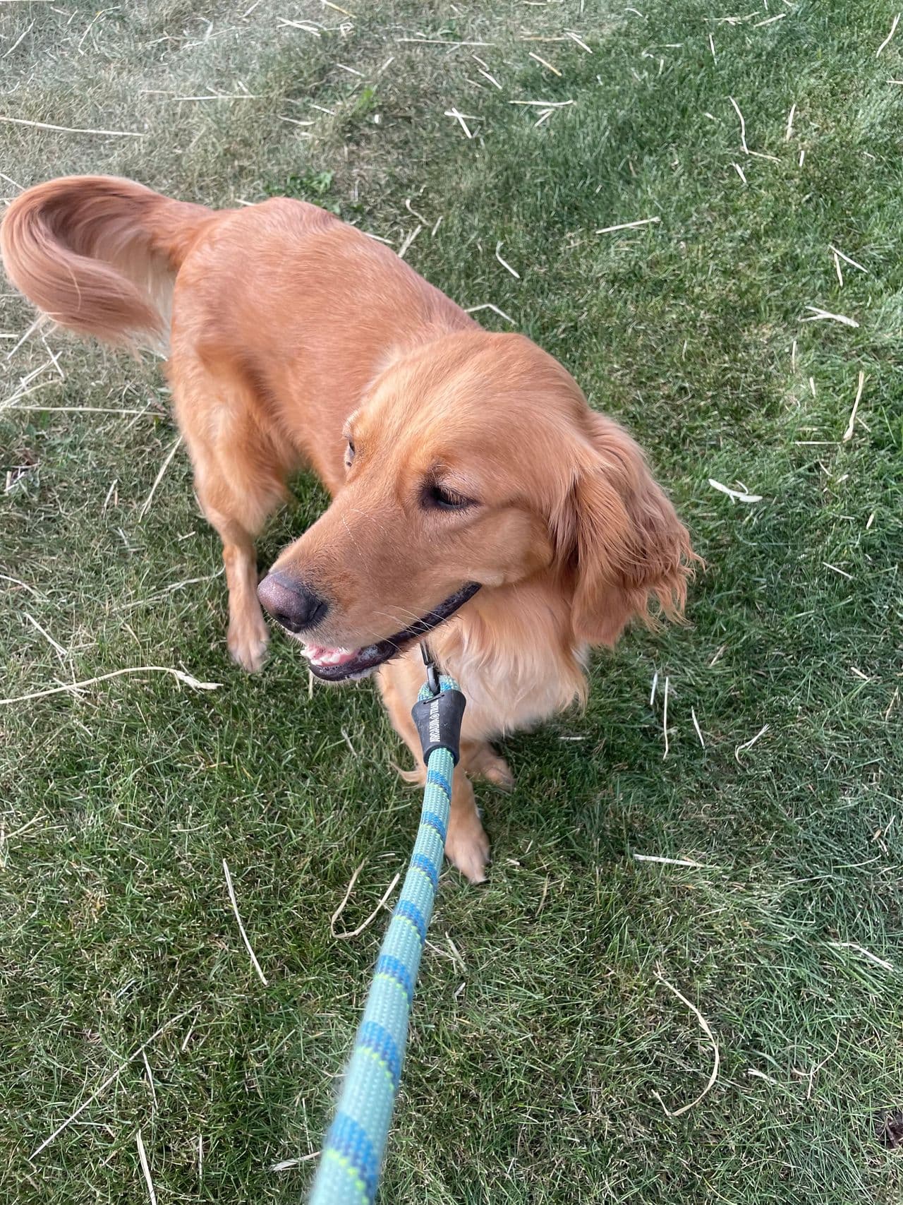Pet travel photo 1