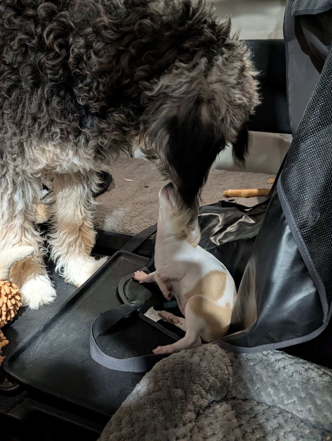 Pet travel photo 5