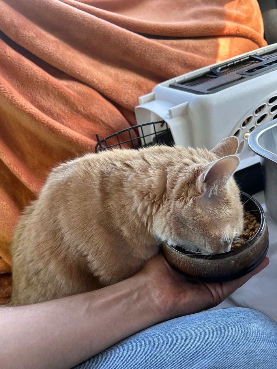 Pet travel photo 1