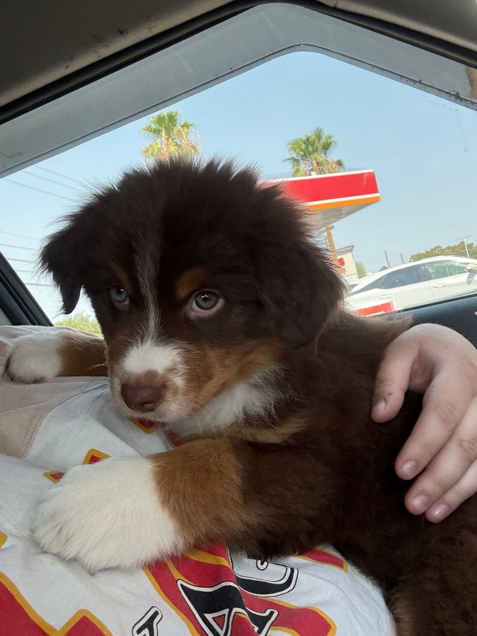 Pet travel photo 1