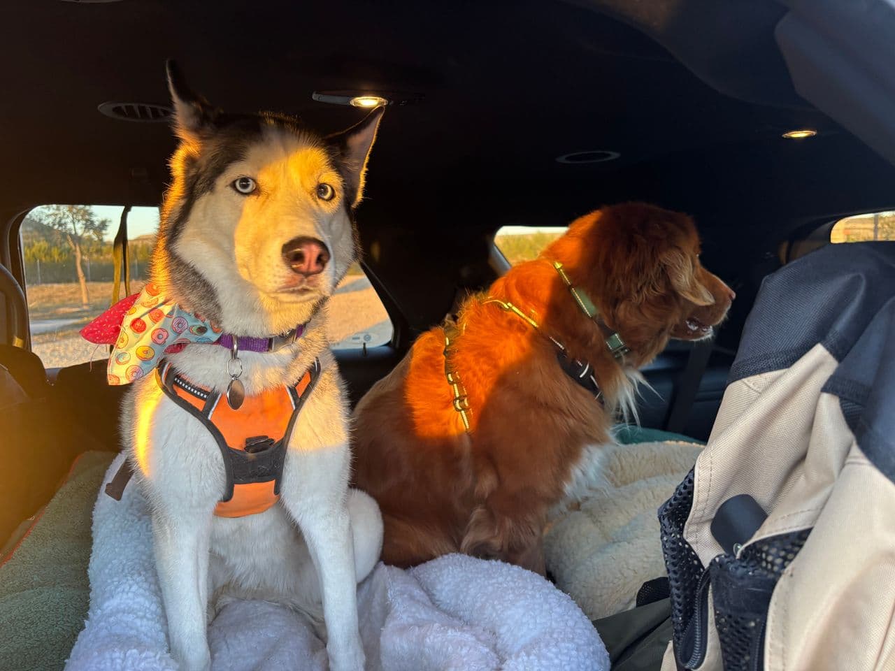 Pet travel photo 4
