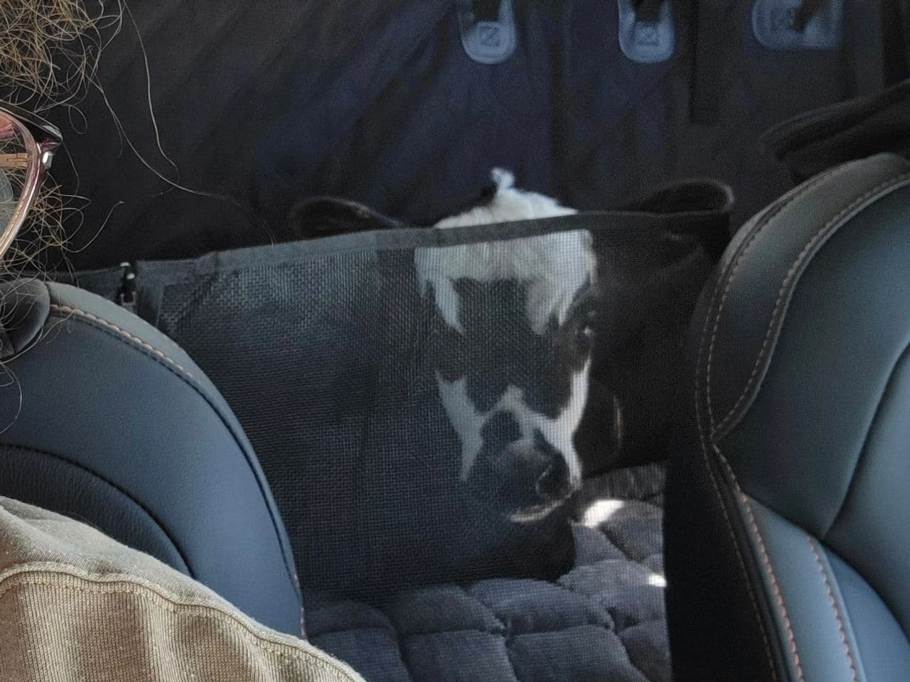 Pet travel photo 1