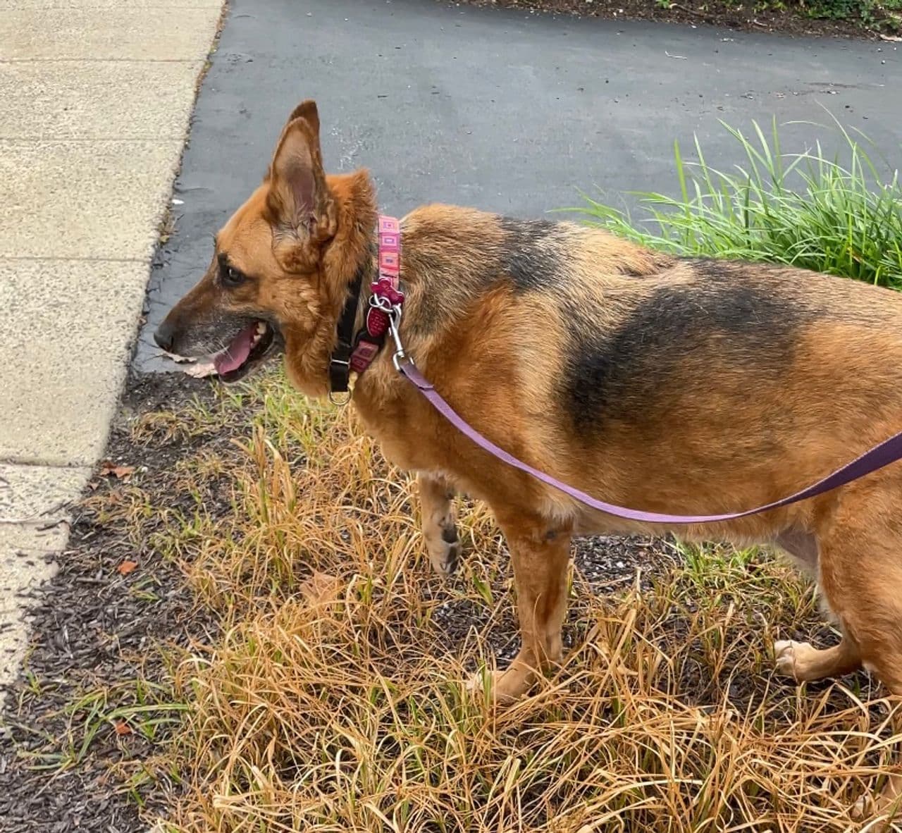 Pet travel photo 1
