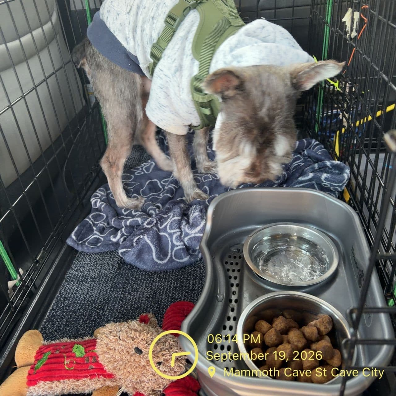 Pet travel photo 3