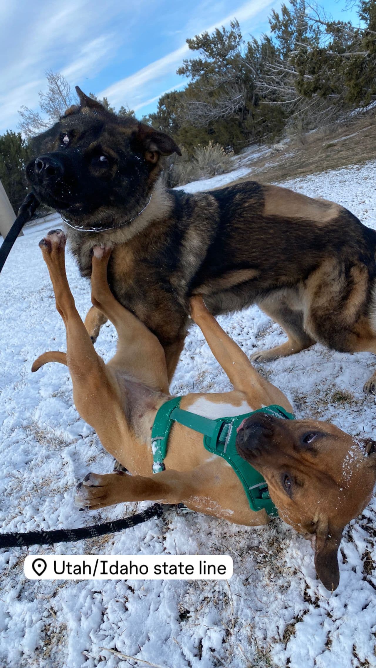 Pet travel photo 4