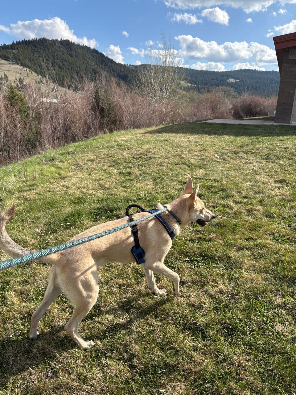 Pet travel photo 3