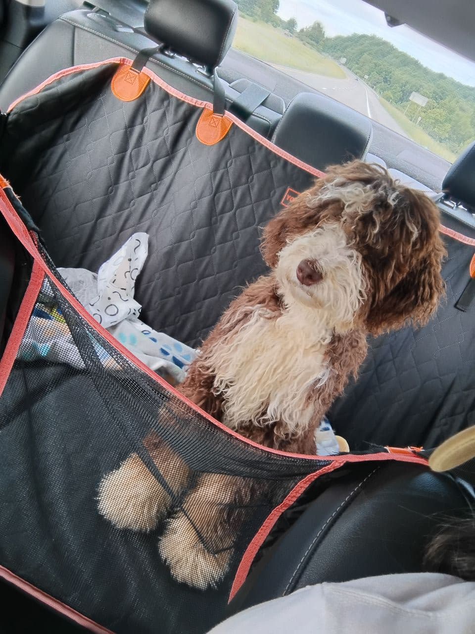 Pet travel photo 2