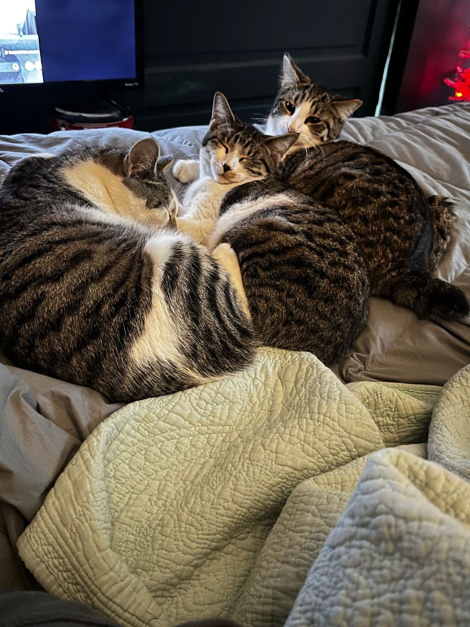 Pet travel photo 3