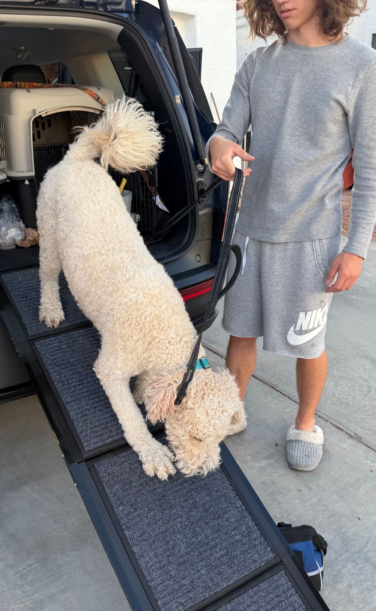 Pet travel photo 1