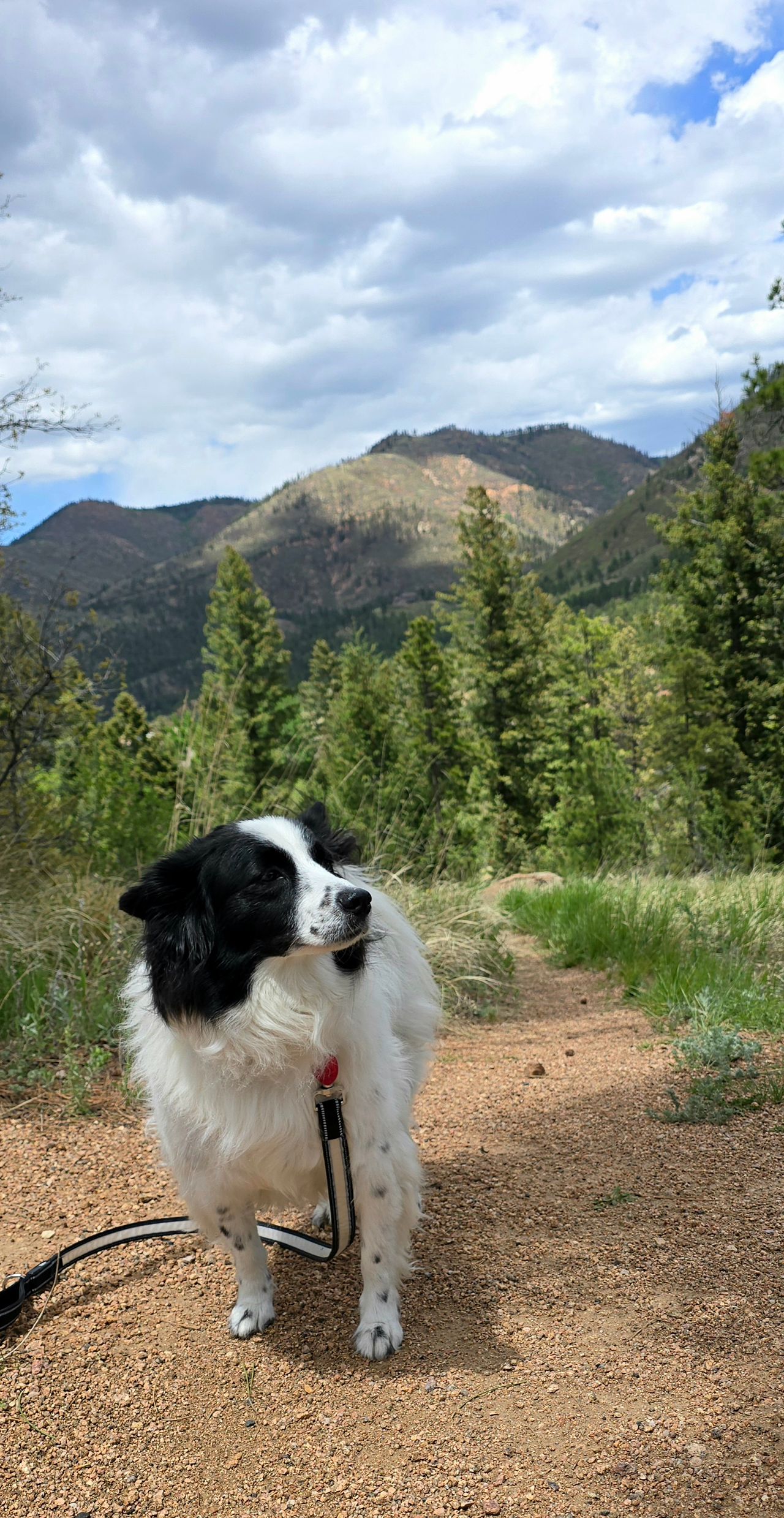 Pet travel photo 1