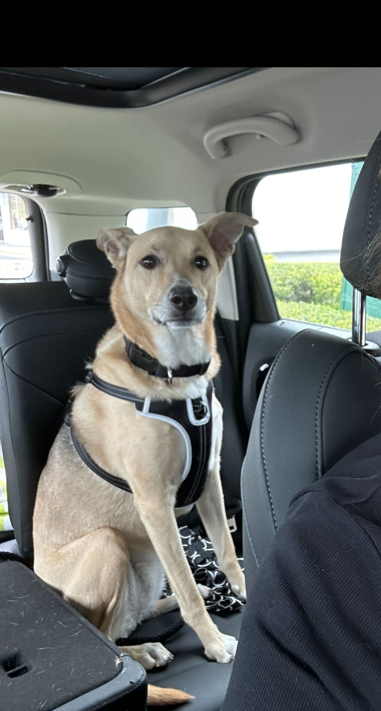 Pet travel photo 4