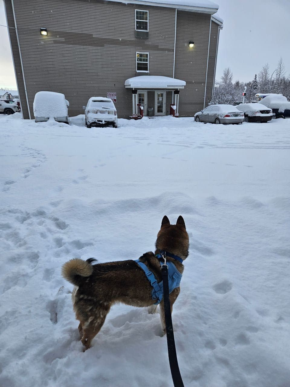 Pet travel photo 1