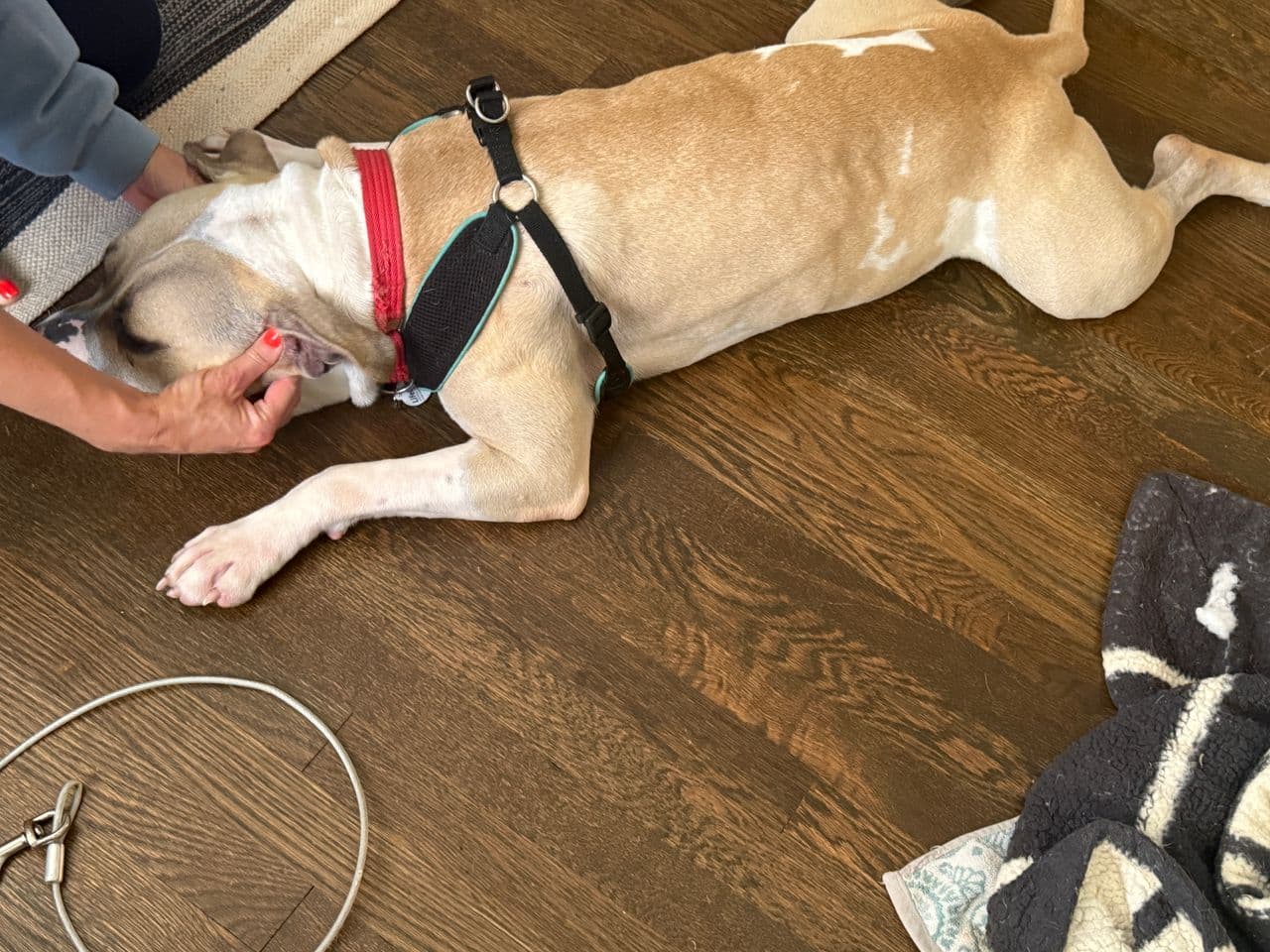 Pet travel photo 3