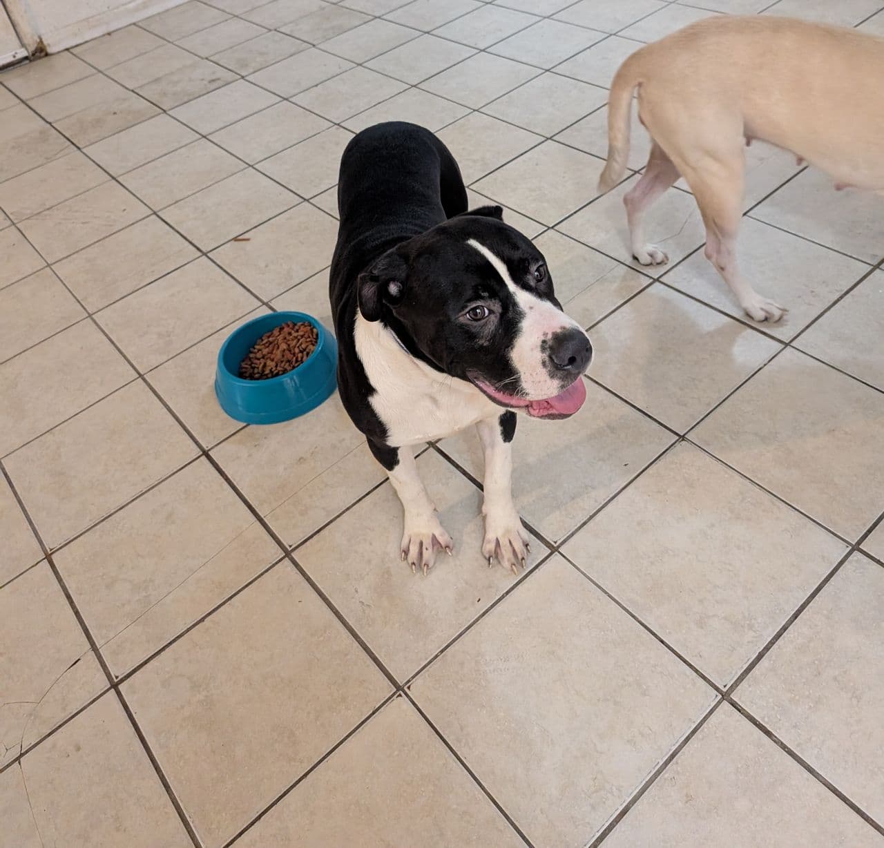 Pet travel photo 5