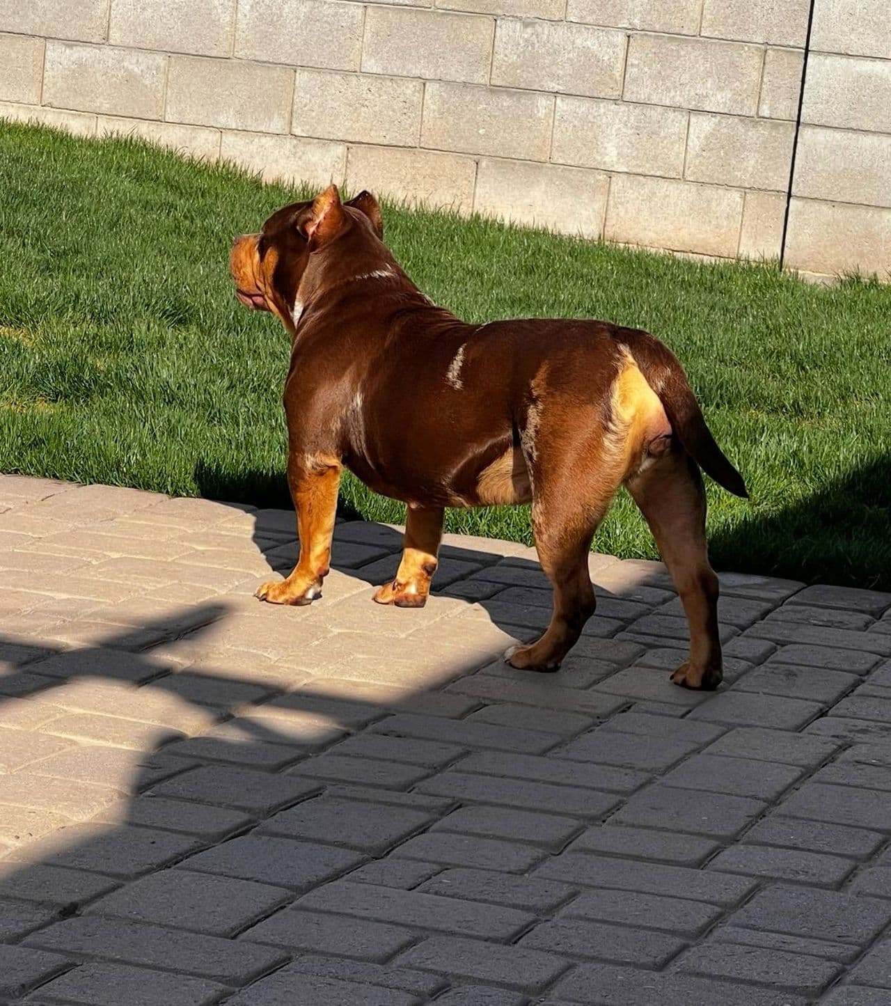 Pet travel photo 1