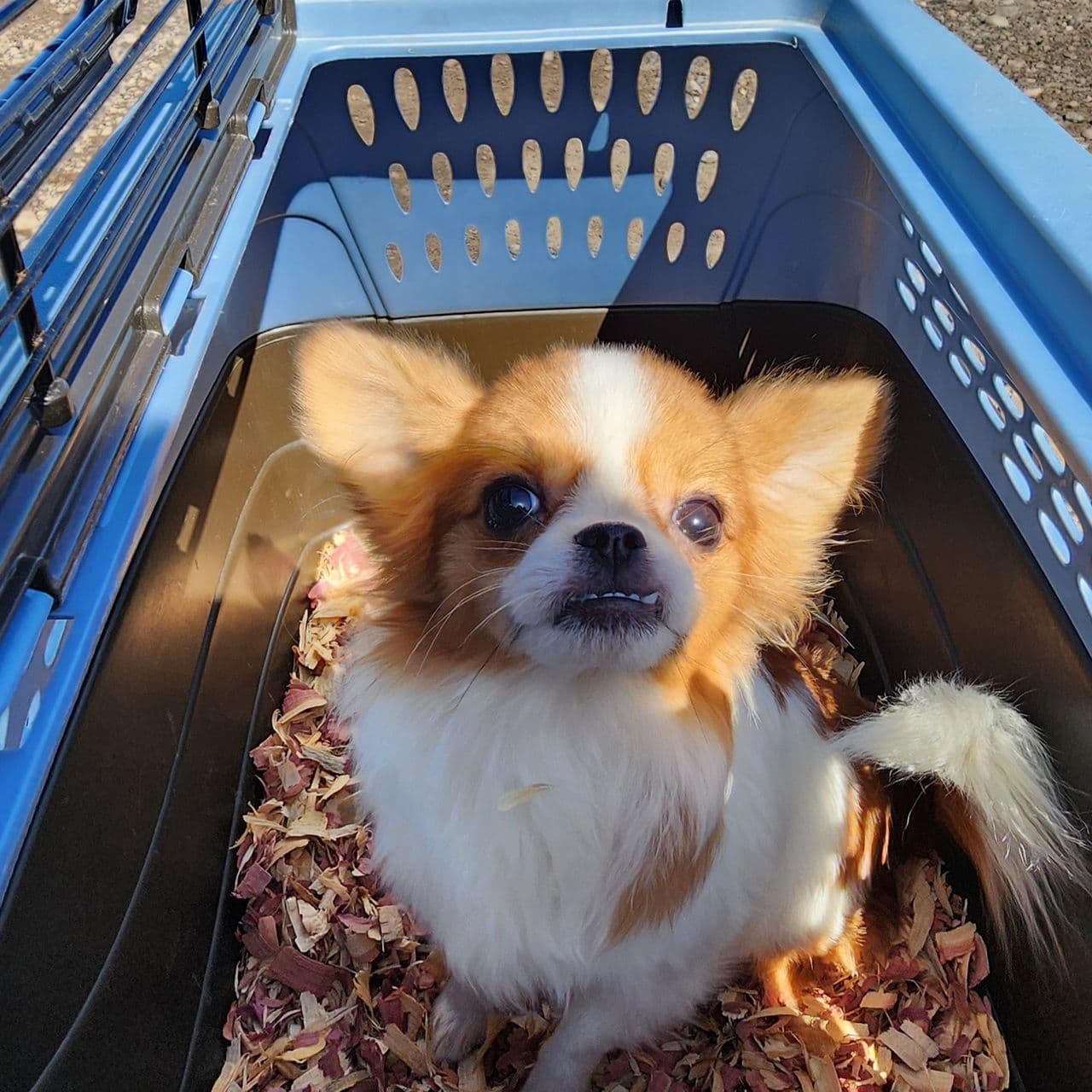 Pet travel photo 3