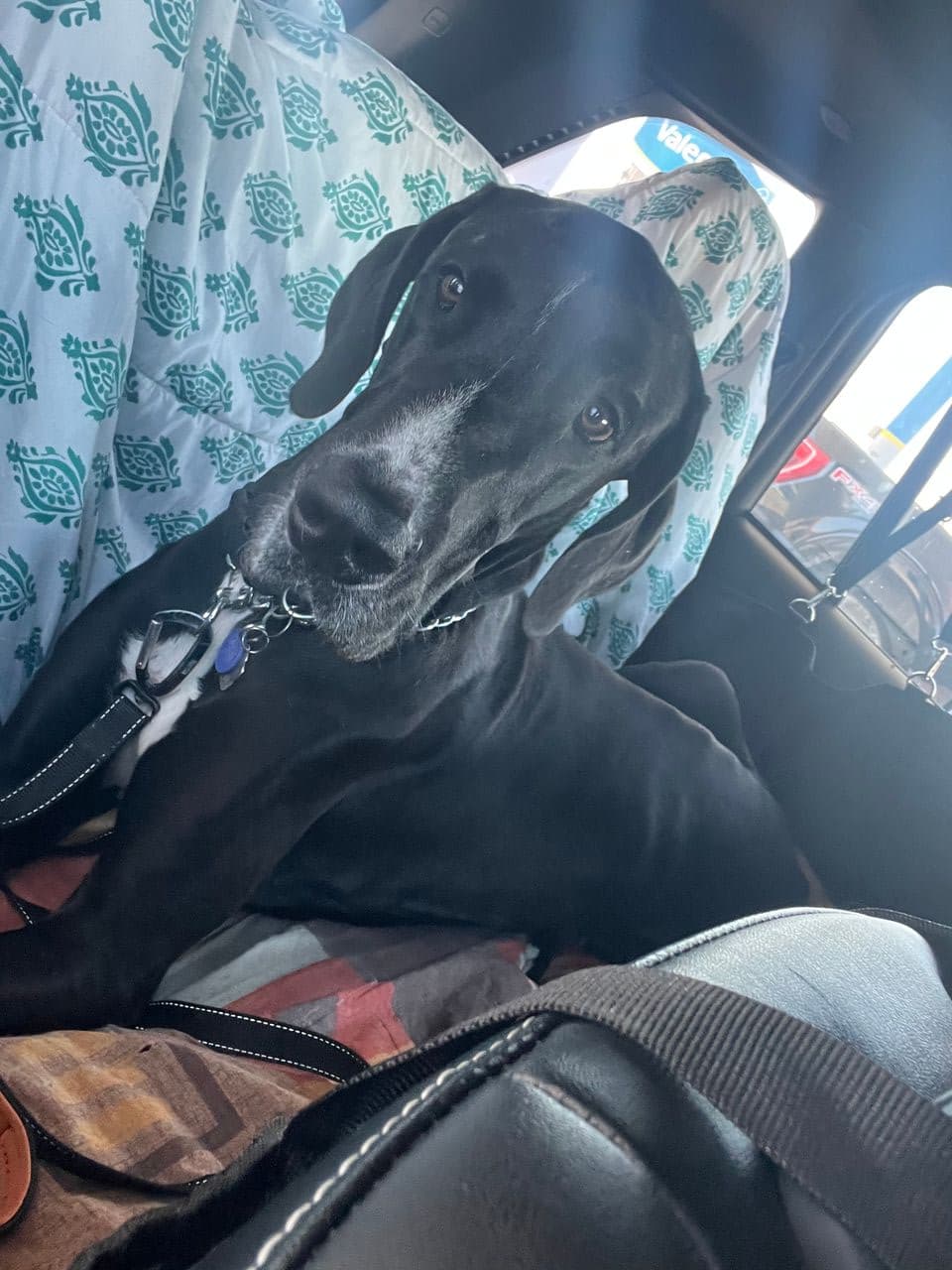 Pet travel photo 2