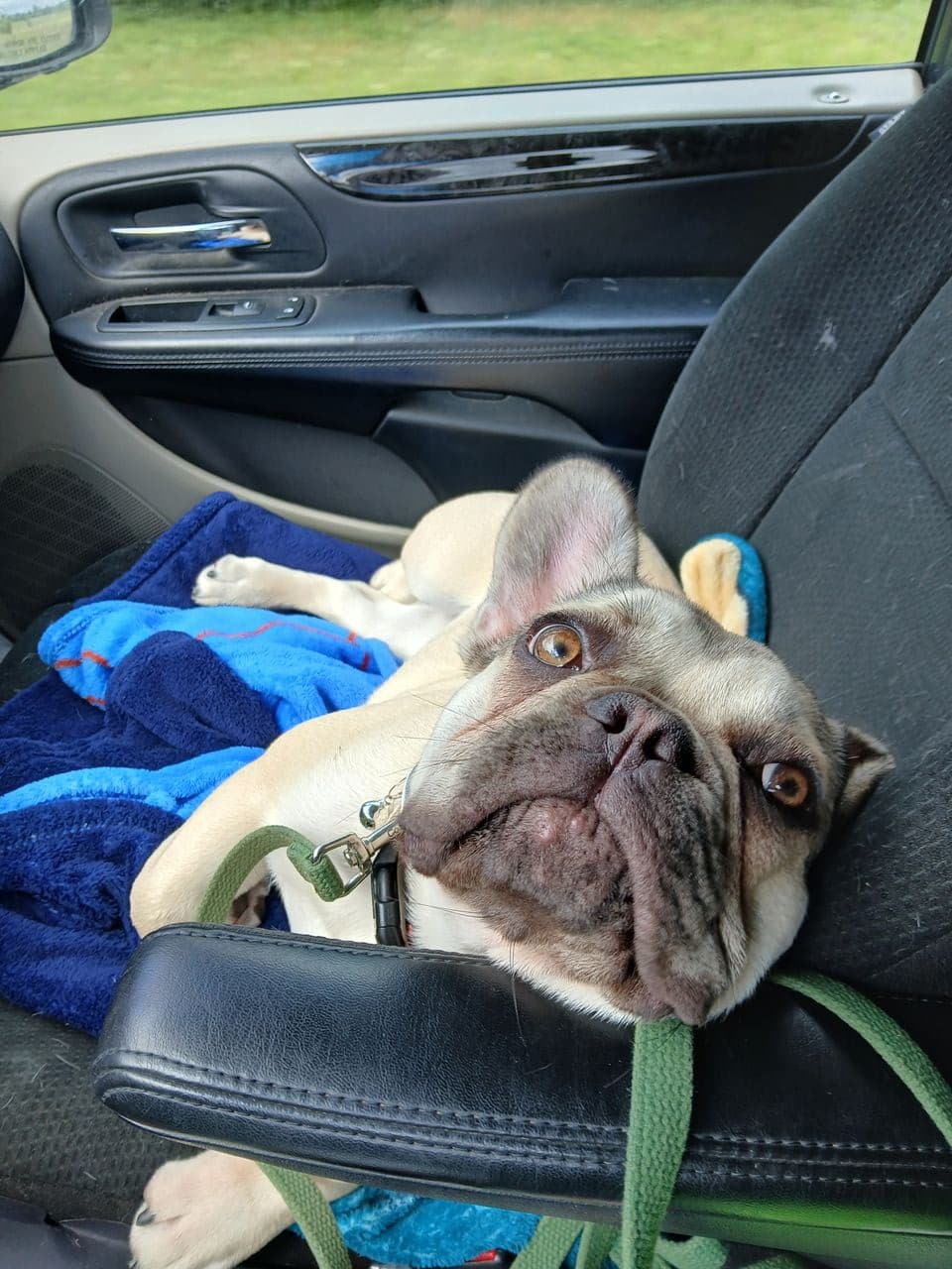 Pet travel photo 2