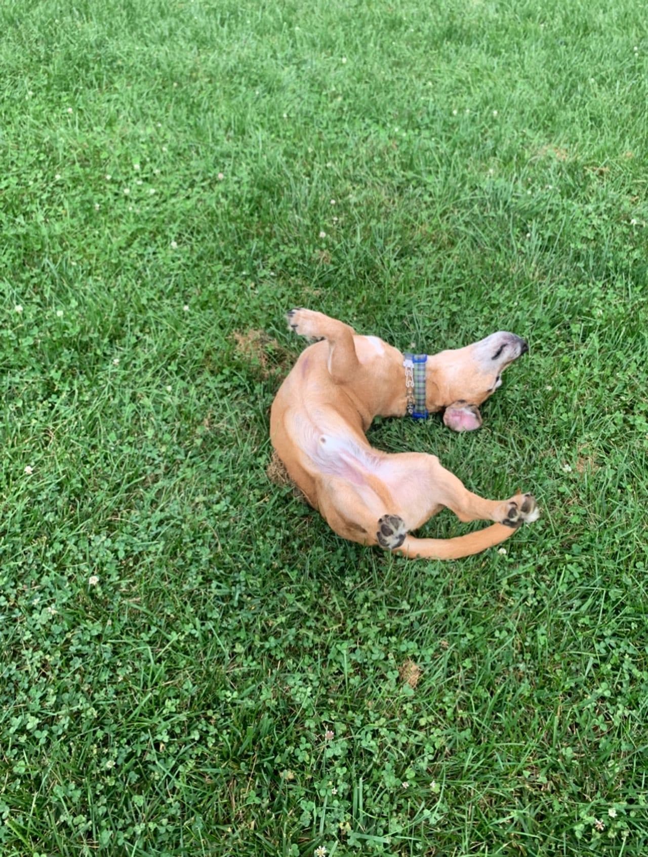Pet travel photo 3