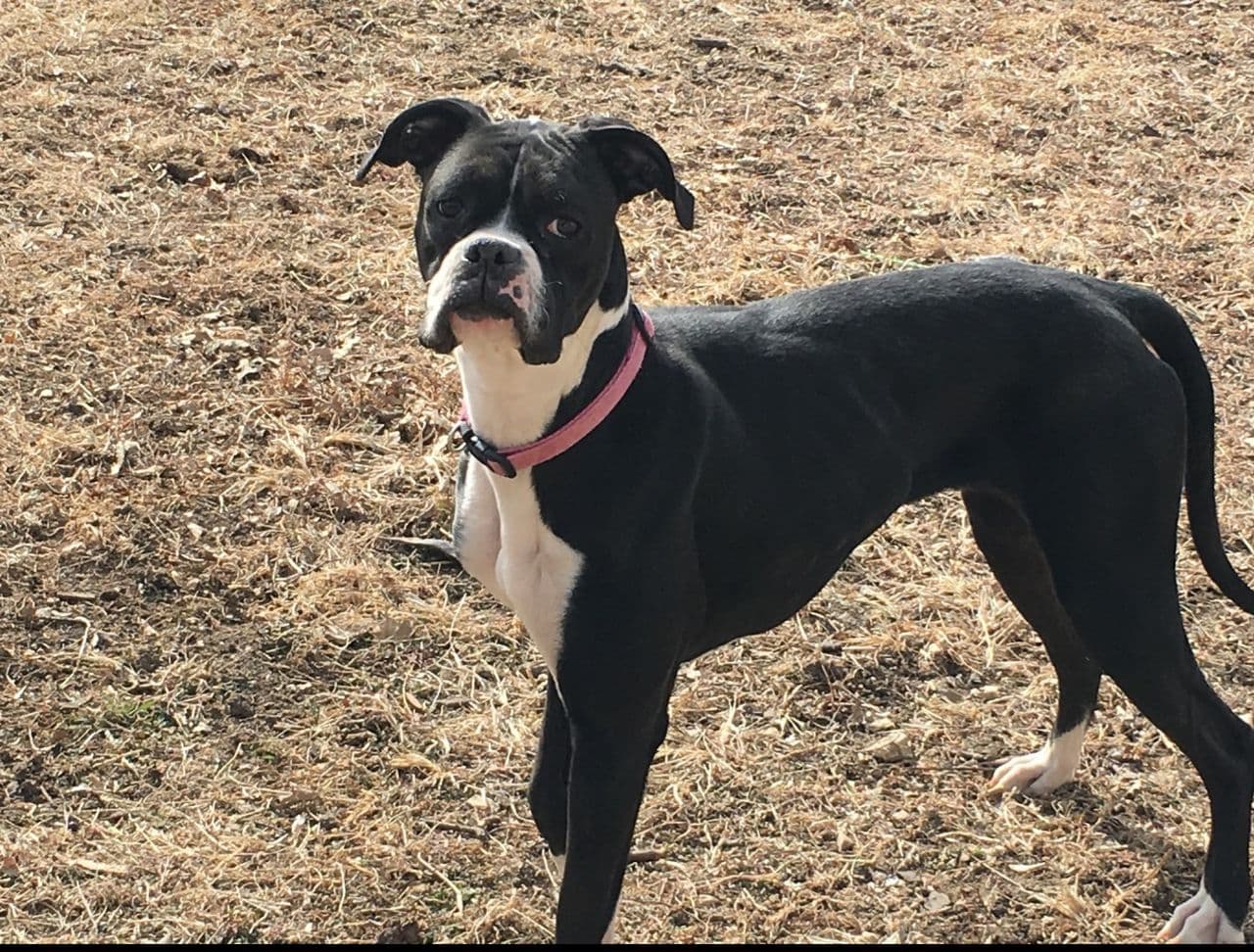 Pet travel photo 2