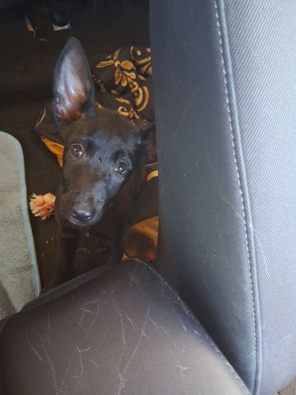 Pet travel photo 2
