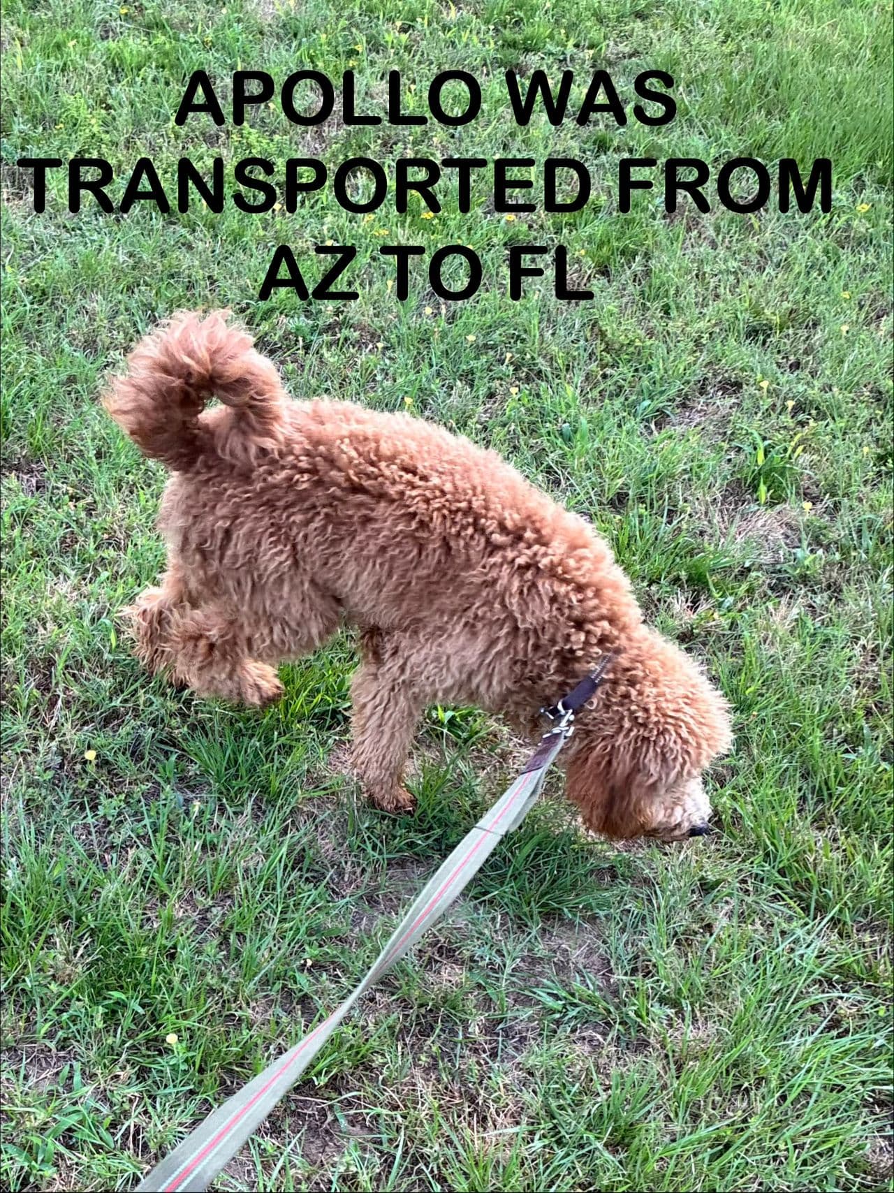 Pet travel photo 3