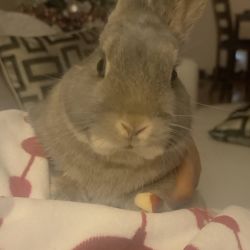 Rabbit named Smokie