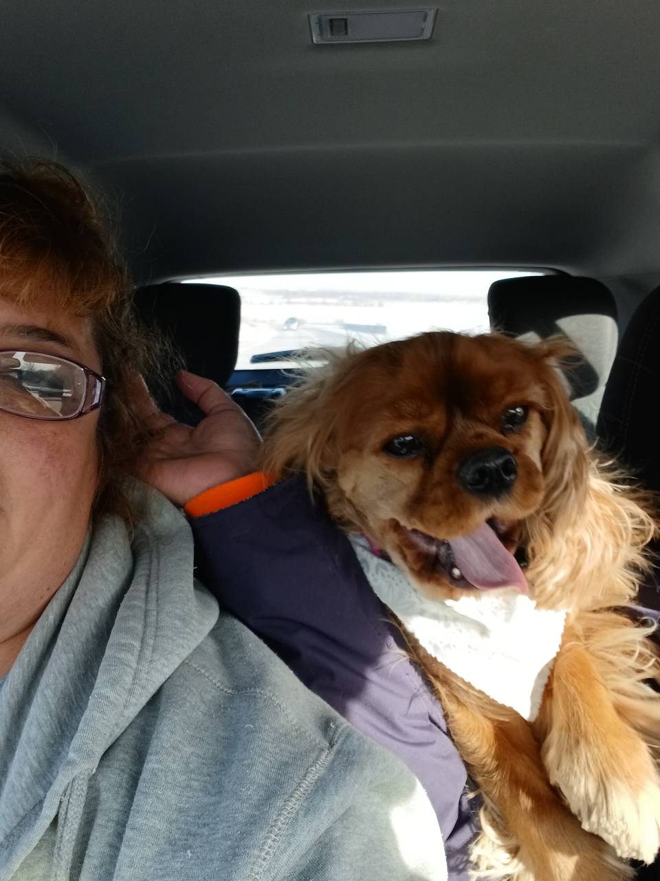 Pet travel photo 5