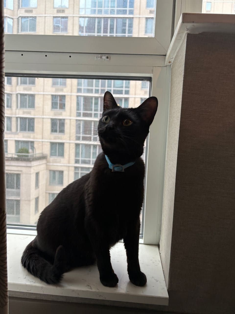 Pet travel photo 4