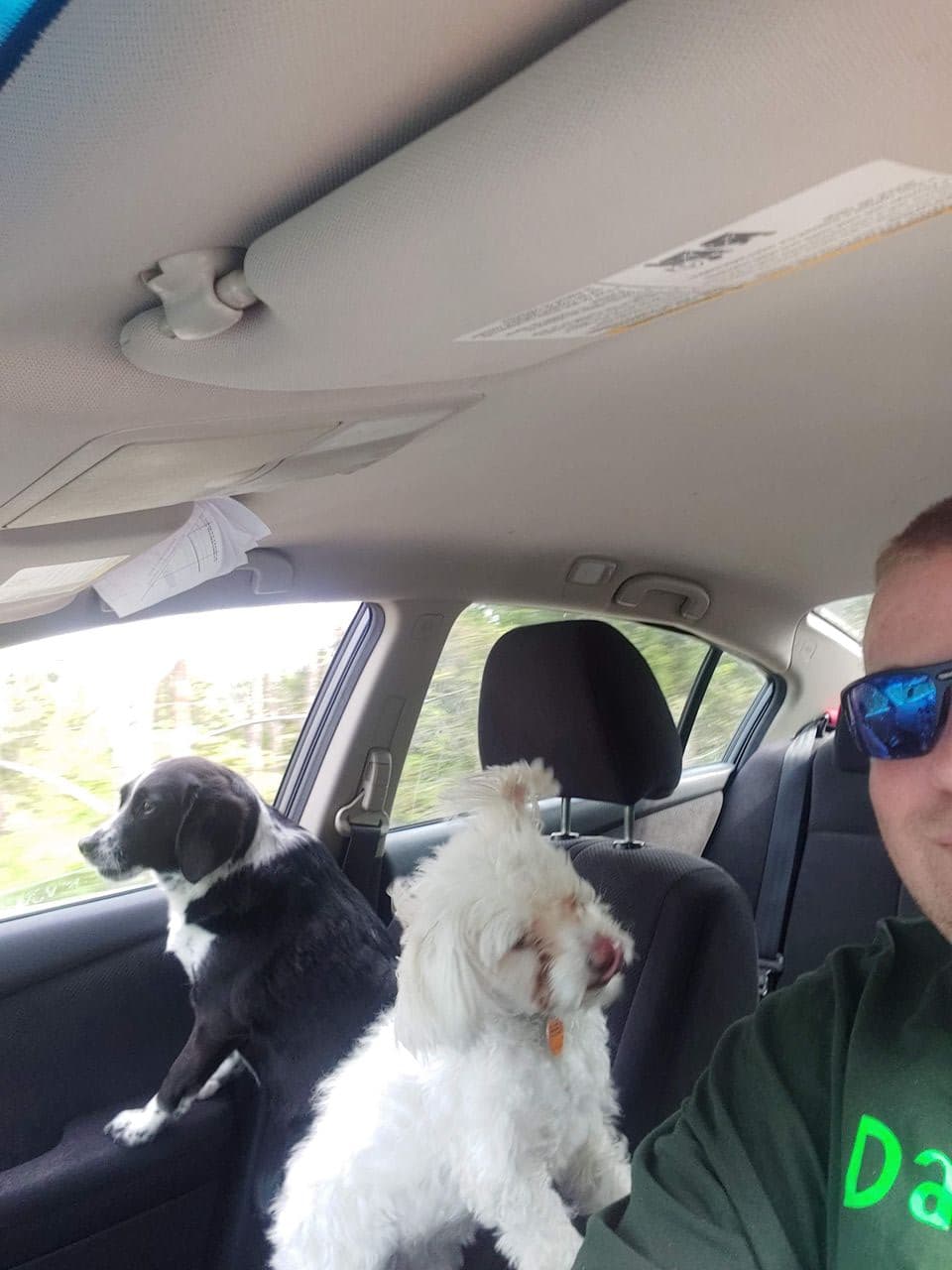 Pet travel photo 5