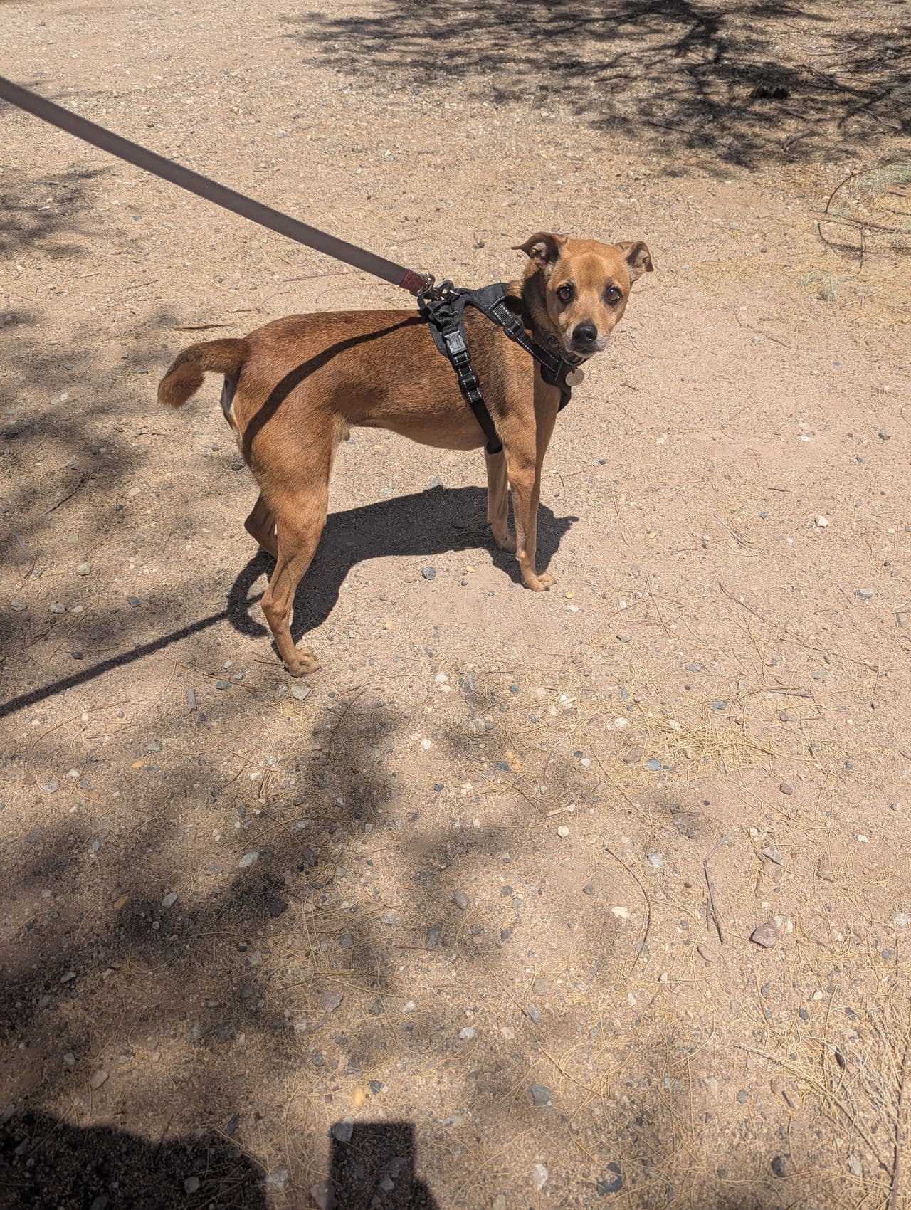 Pet travel photo 1