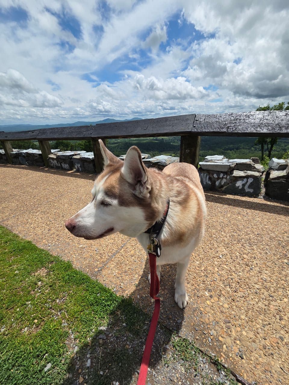 Pet travel photo 4