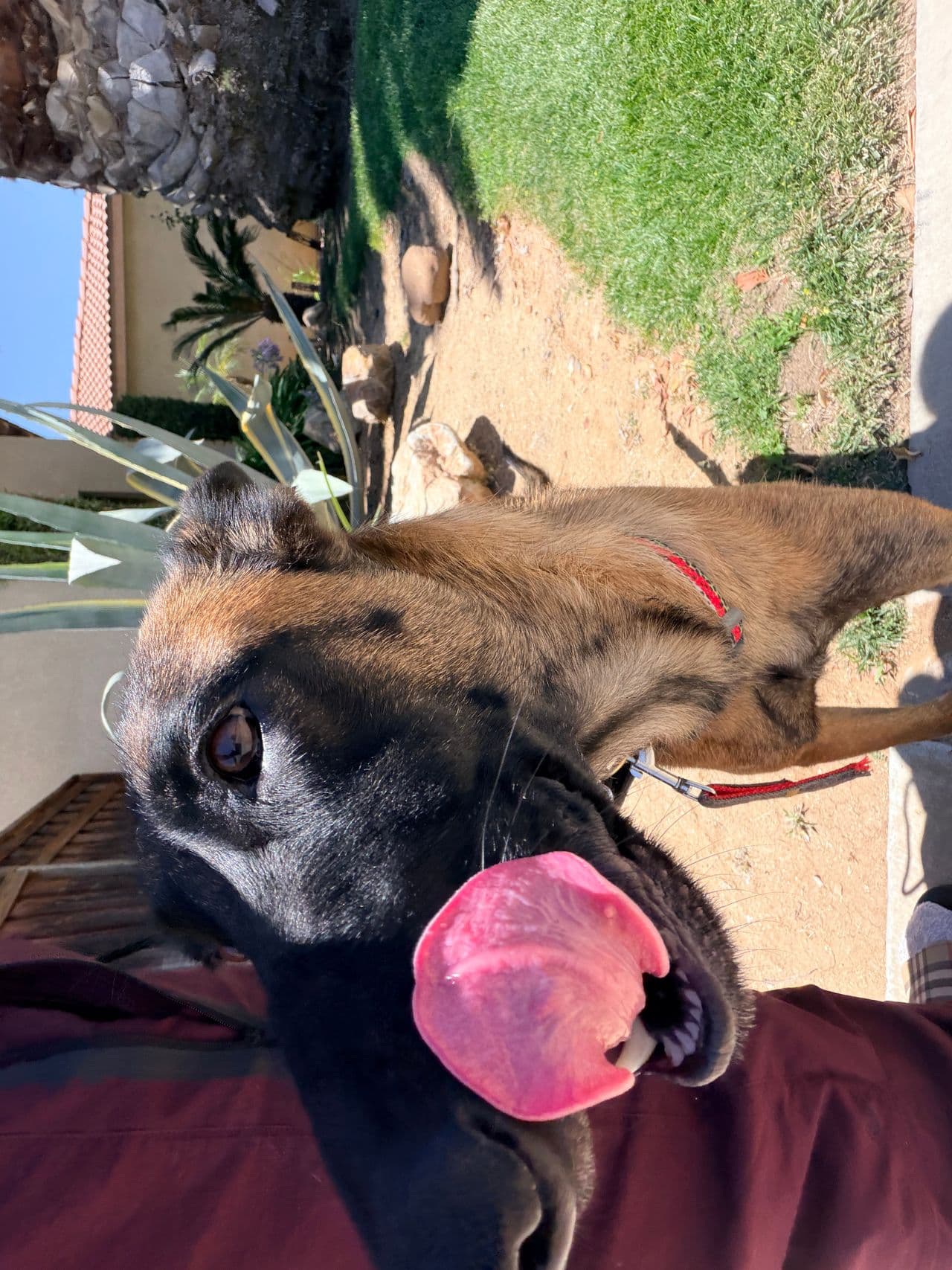 Pet travel photo 5