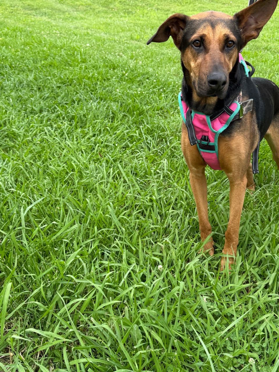 Pet travel photo 2