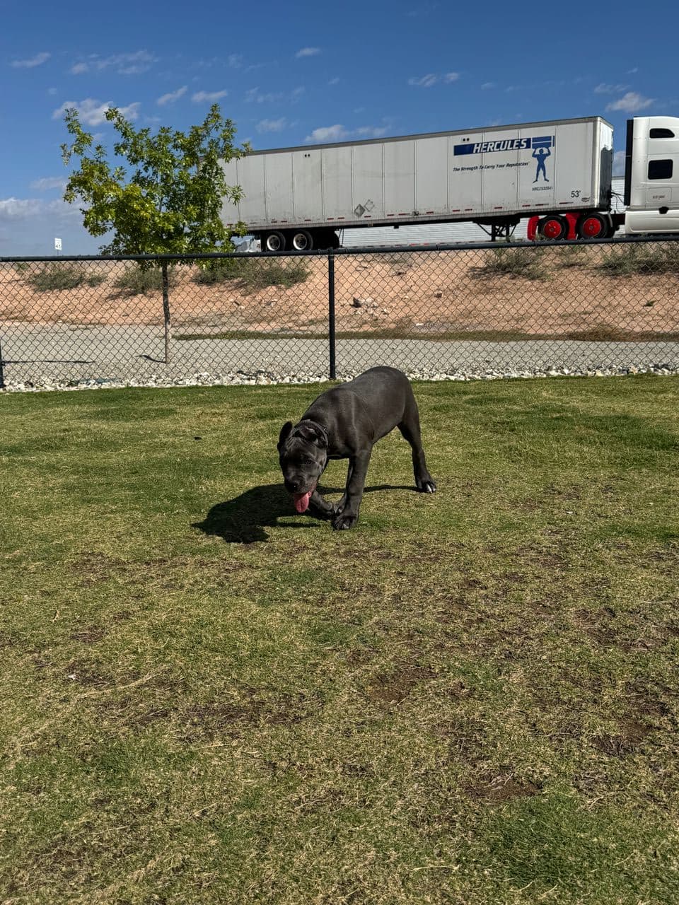 Pet travel photo 3