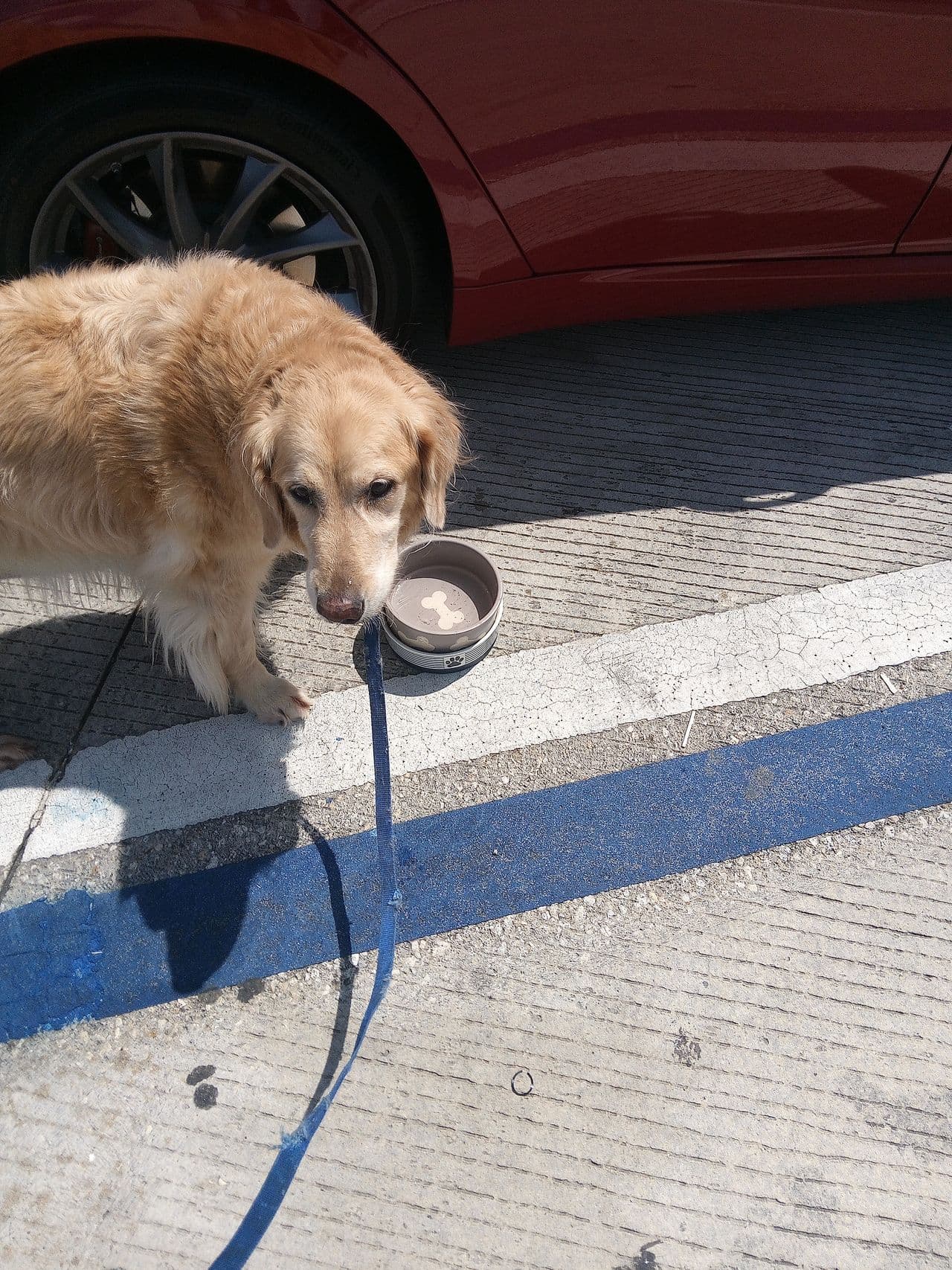 Pet travel photo 6