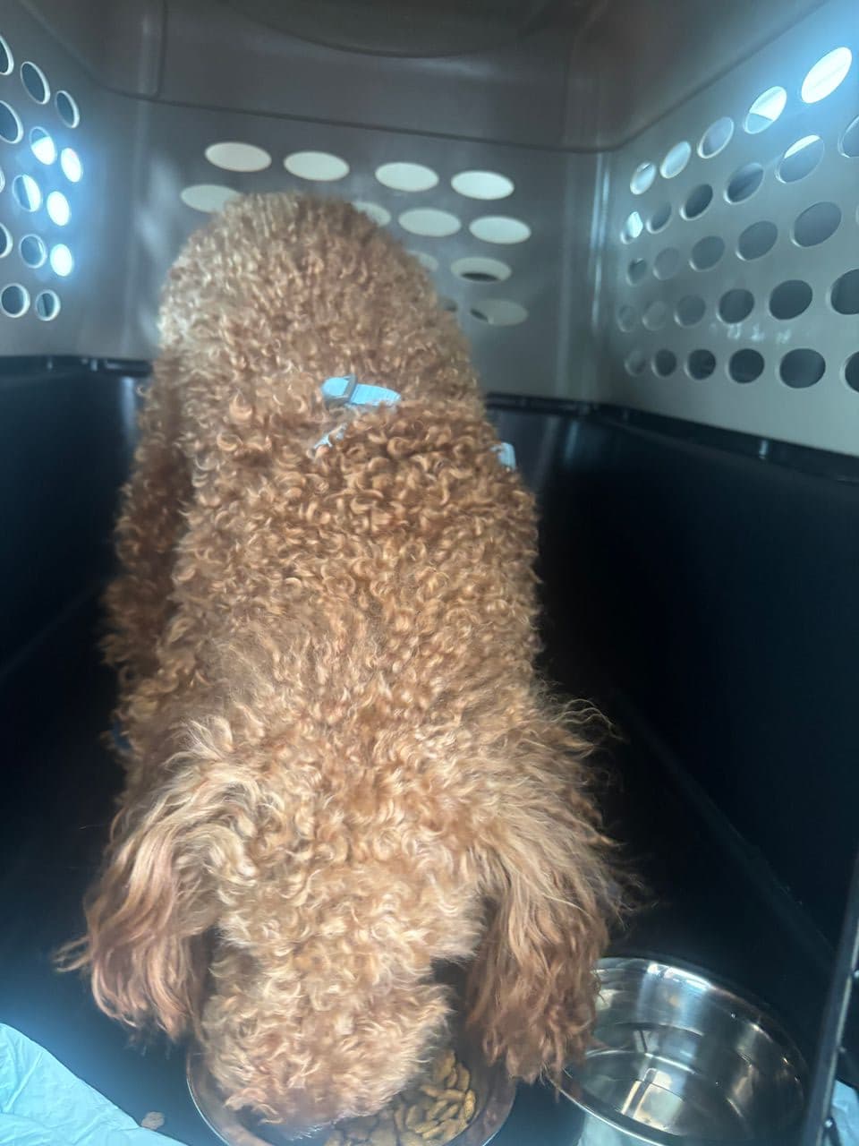 Pet travel photo 3