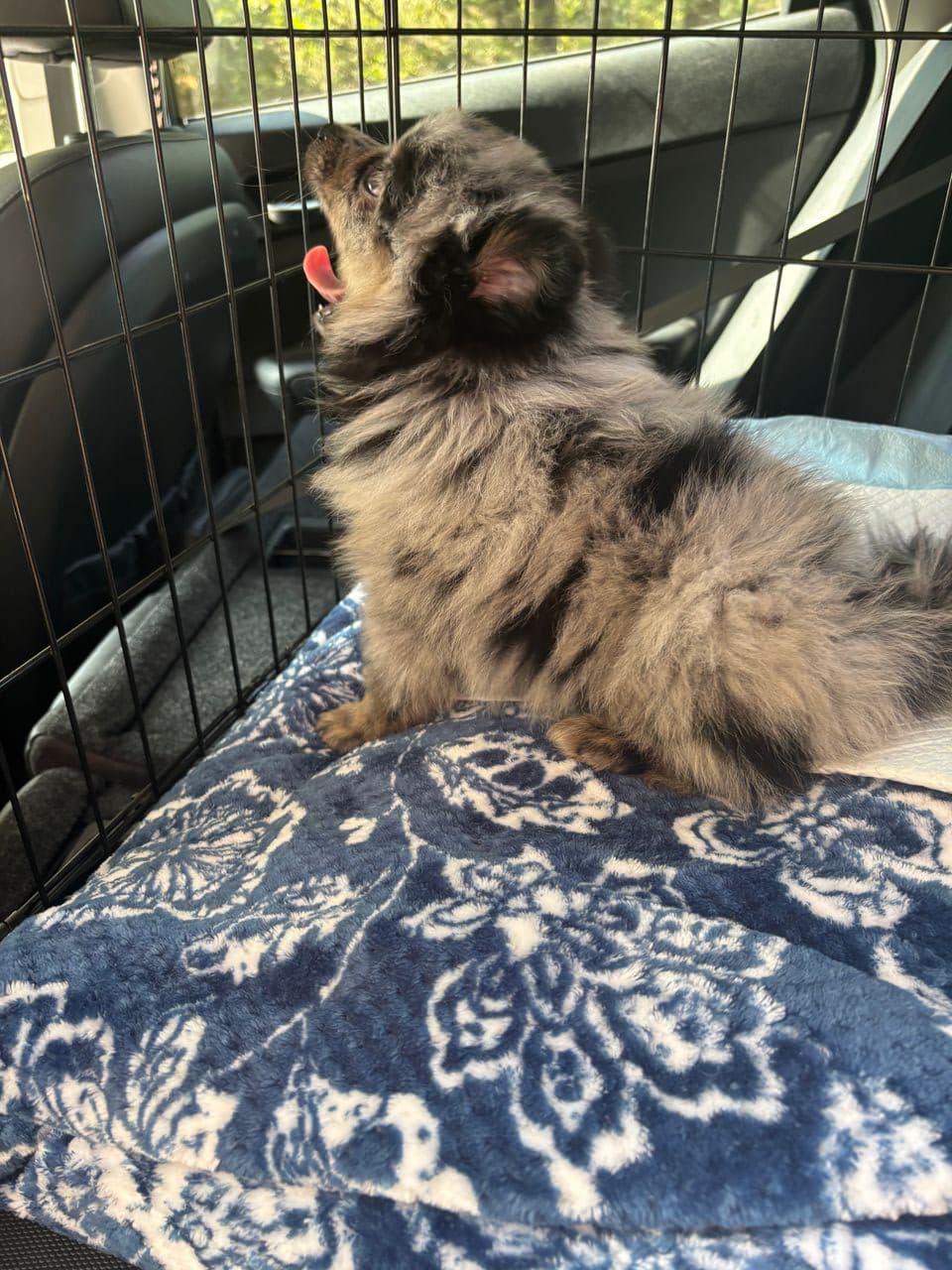 Pet travel photo 6