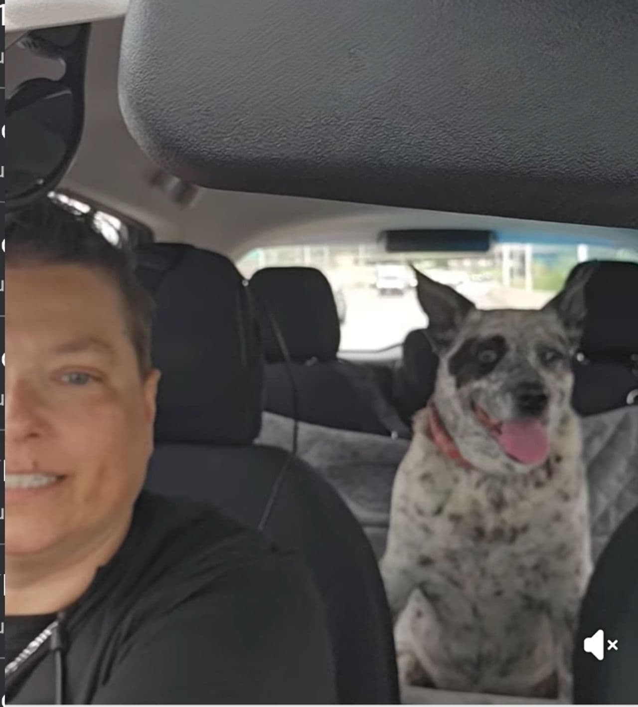 Pet travel photo 3