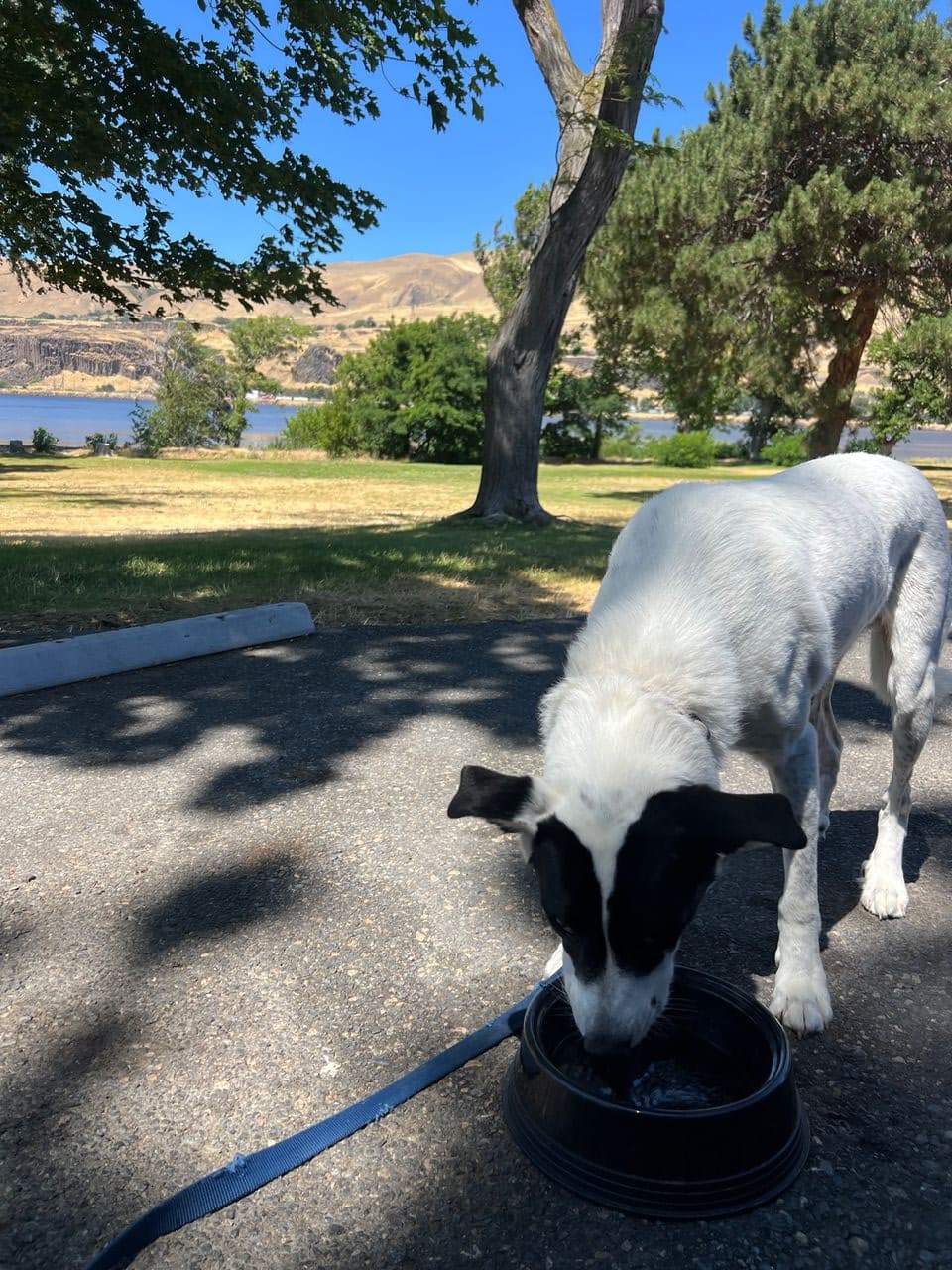 Pet travel photo 2