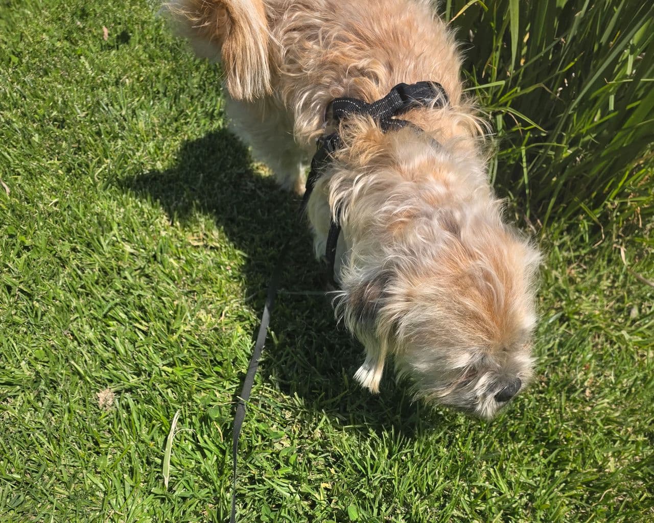 Pet travel photo 2