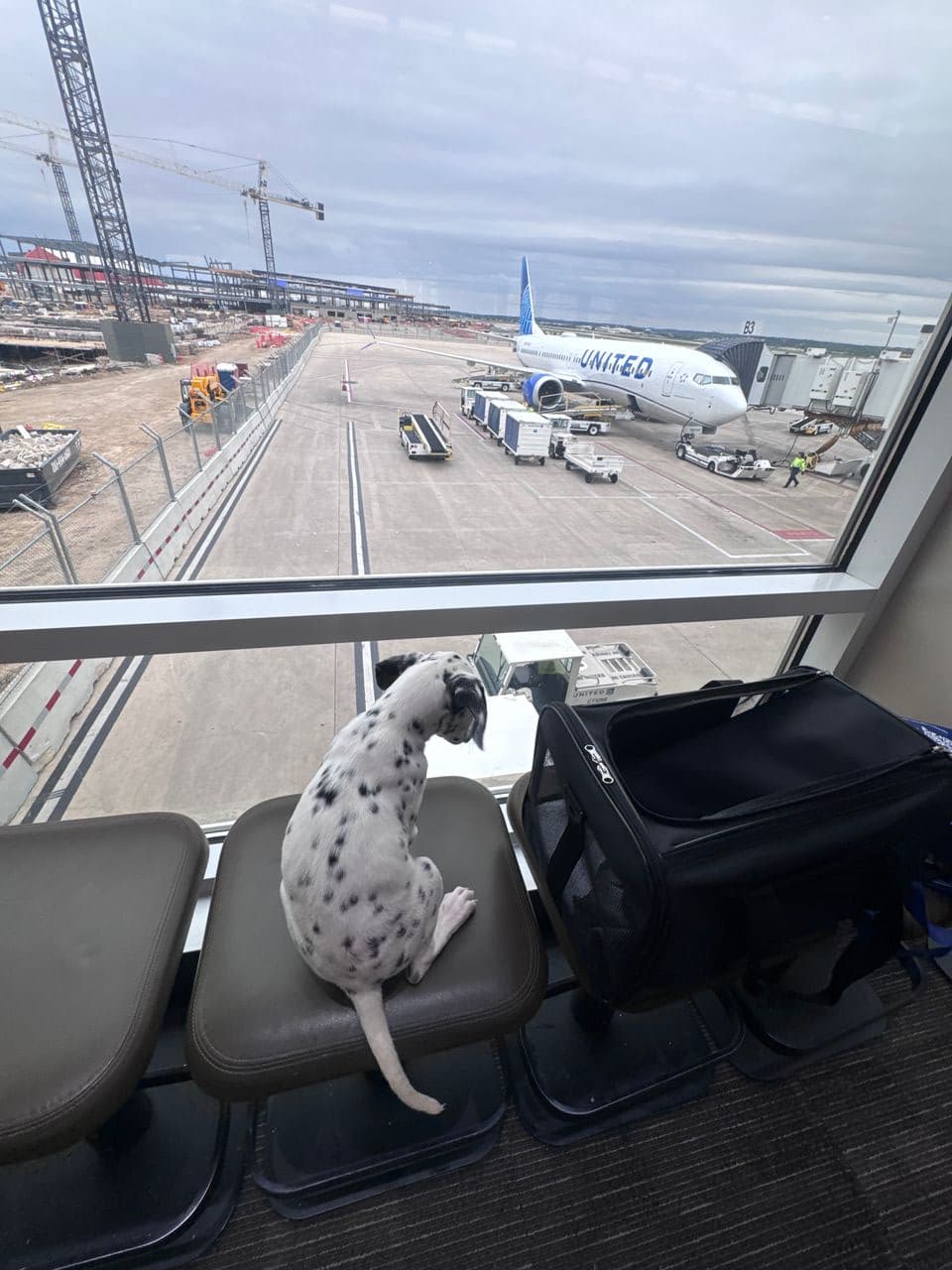 Pet travel photo 4