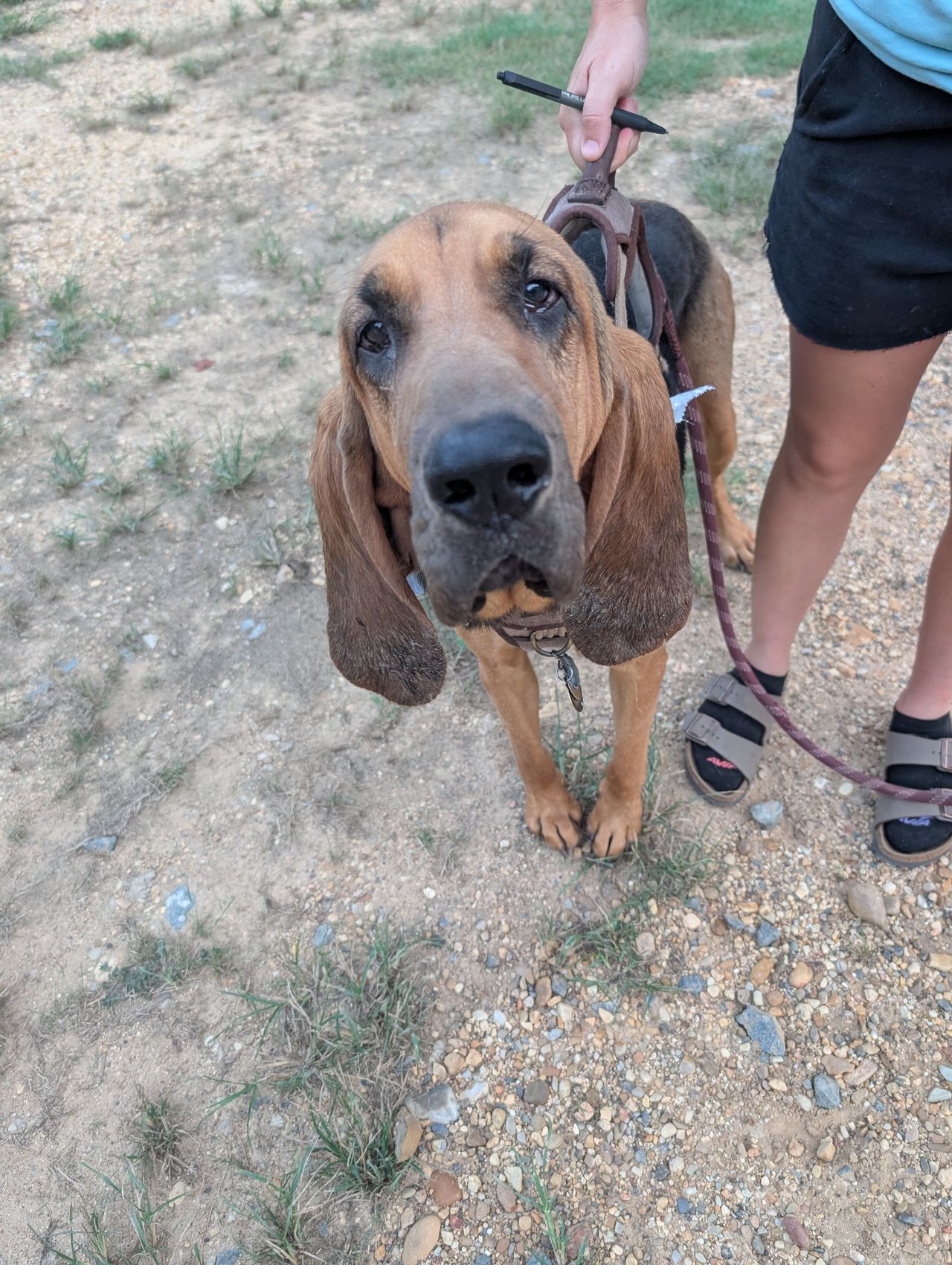Pet travel photo 1